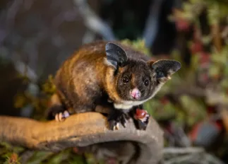 MTS Nokkies 4105 Benholgate