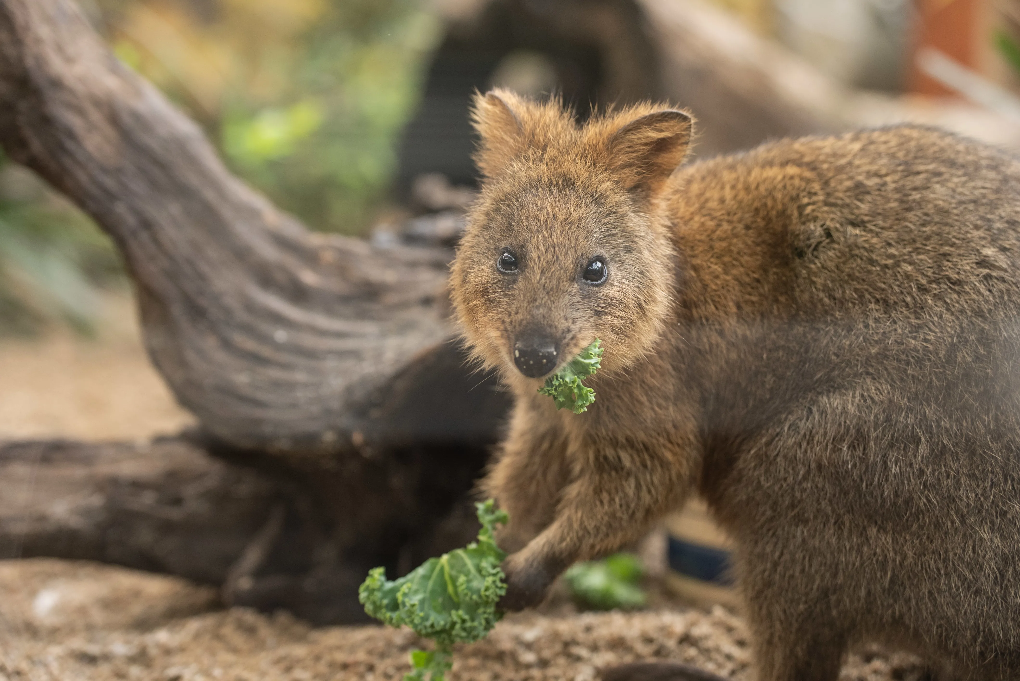 WLSZ RJ Quokka 23