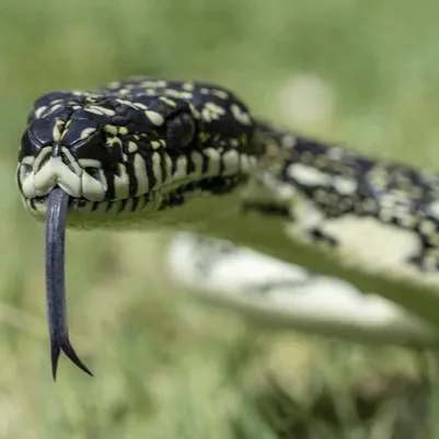 Australian Diamond Python Flickering Tongue 600Nw 2726712449 (1)