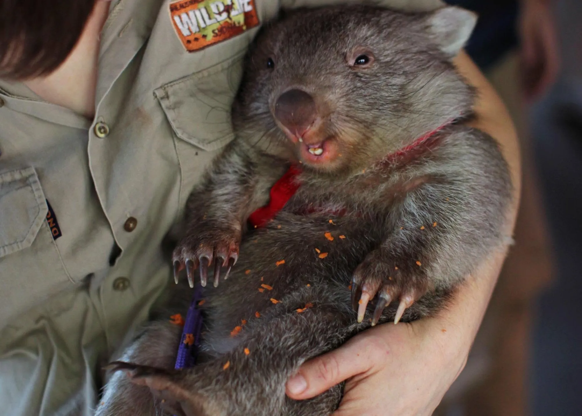 Baby Ringo At WILD LIFE Sydney Zoo 02