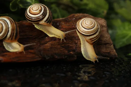 Bundaberg Banded Snail At WILD LIFE Sydney Zoo 04