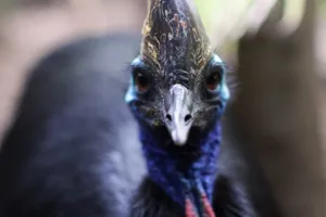 Cassowary2