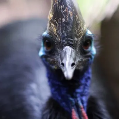 Cassowary2