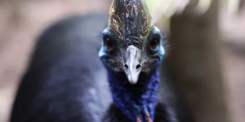 Cassowary2