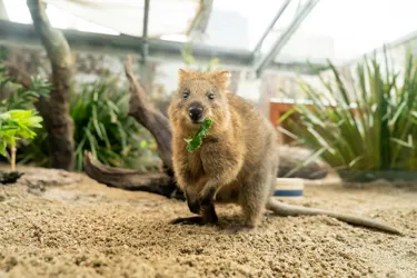 RJ The Quokka WILD LIFE Sydney Zoo 38