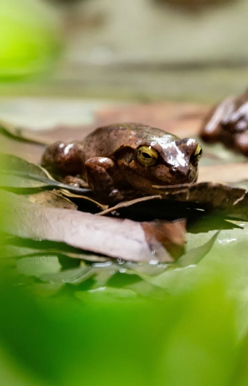 WLSZ Mobile Web Image Local Conservation At WILD LIFE Sydney Zoo Littlejohn's Tree Frog