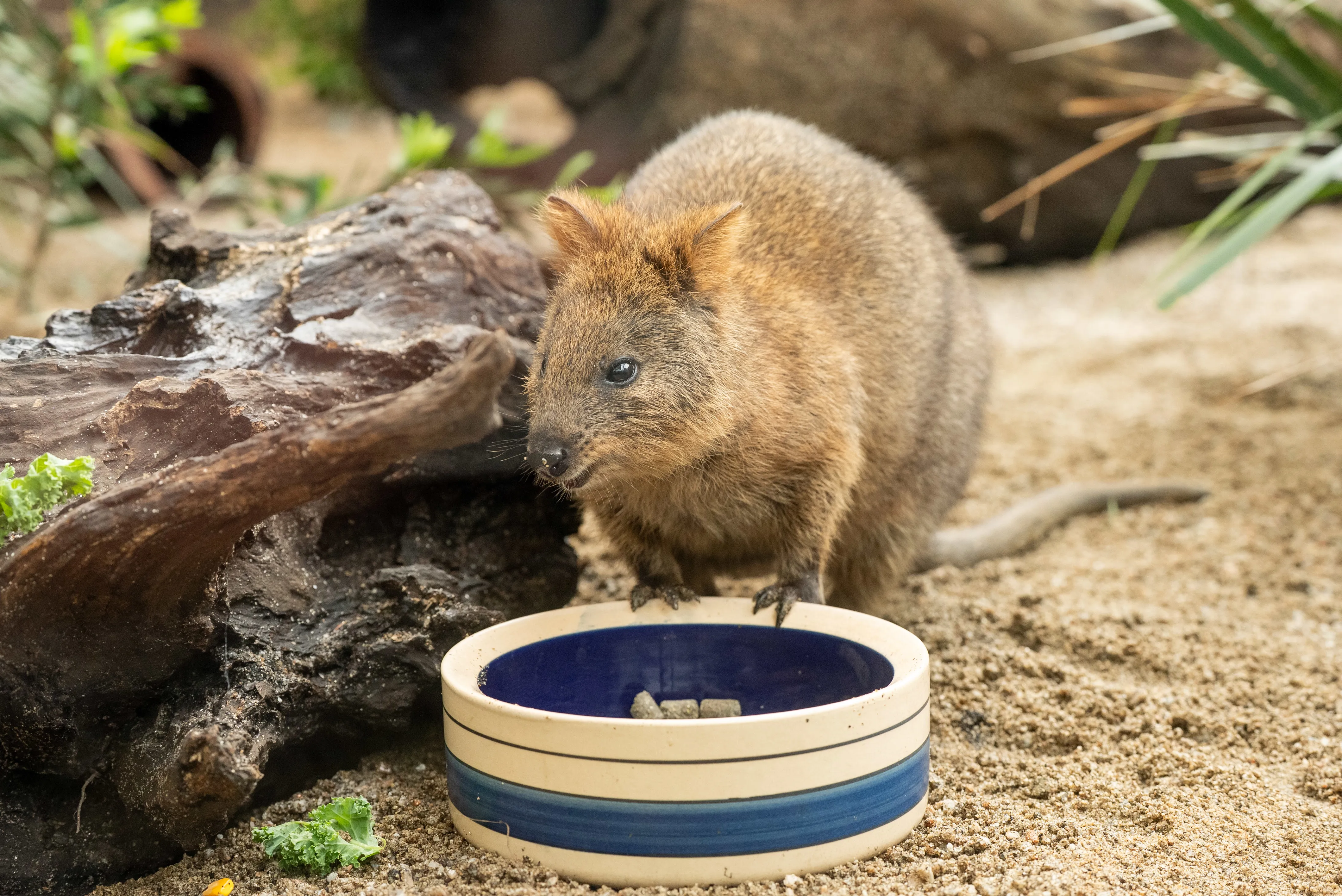 RJ The Quokka WILD LIFE Sydney Zoo 19