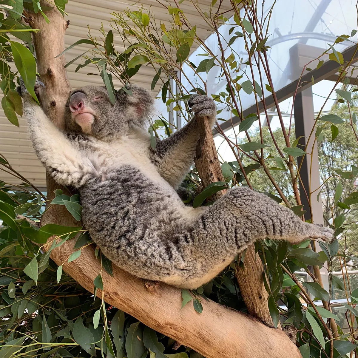 Meet Our Cute And Cuddly Koalas WILD LIFE Sydney Zoo