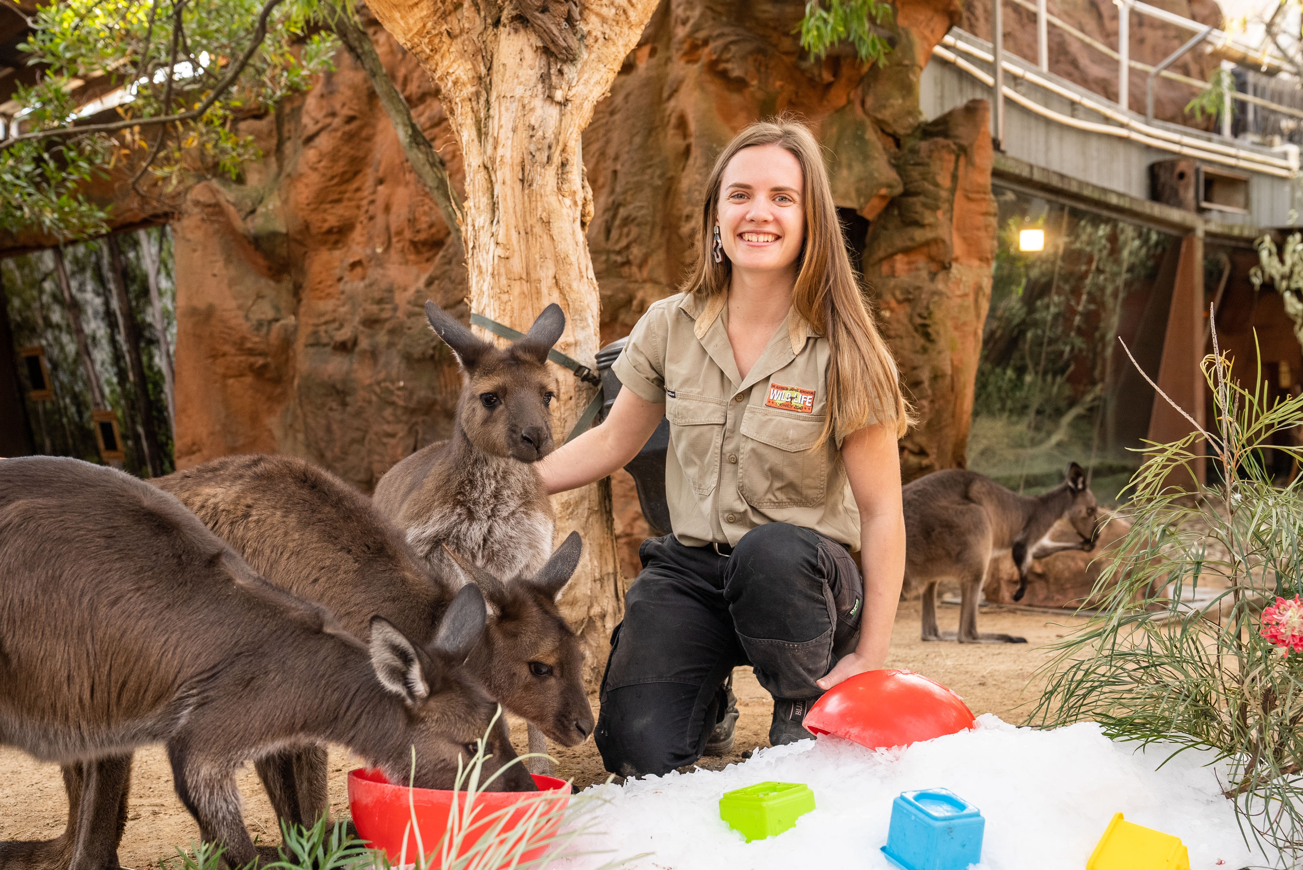 Keeper Mikaela Preston With Mob Of Kangaroos WILD LIFE Sydney Zoo Welcomes Winter
