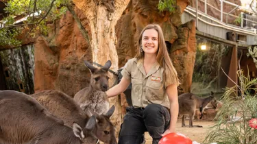 Keeper Mikaela Preston With Mob Of Kangaroos WILD LIFE Sydney Zoo Welcomes Winter