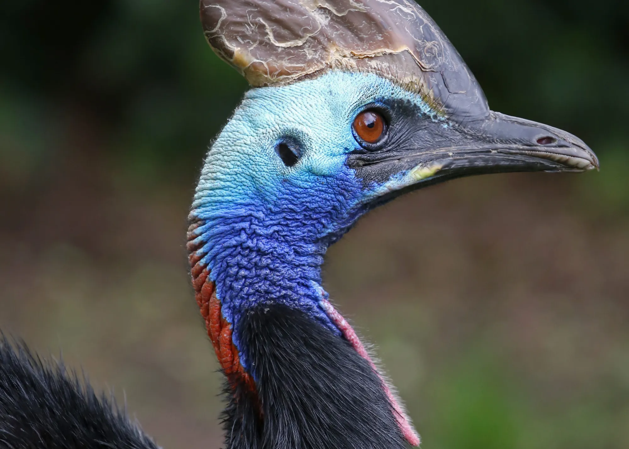 Southern Cassowary At WILD LIFE Sydney Zoo 06