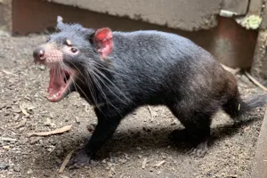 Tasmanian Devils 