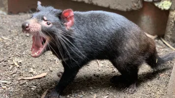 Tasmanian Devils 