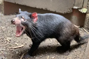 Tasmanian Devils