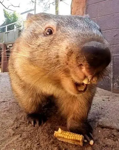 Ringo Smiling With His Treat