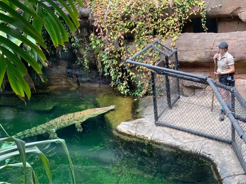 Croc in pool