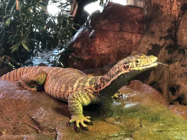 Stefan Stickstongueout WILDLIFE Sydneyzoo