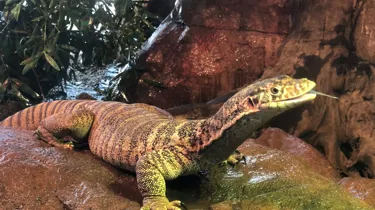 Stefan Stickstongueout WILDLIFE Sydneyzoo
