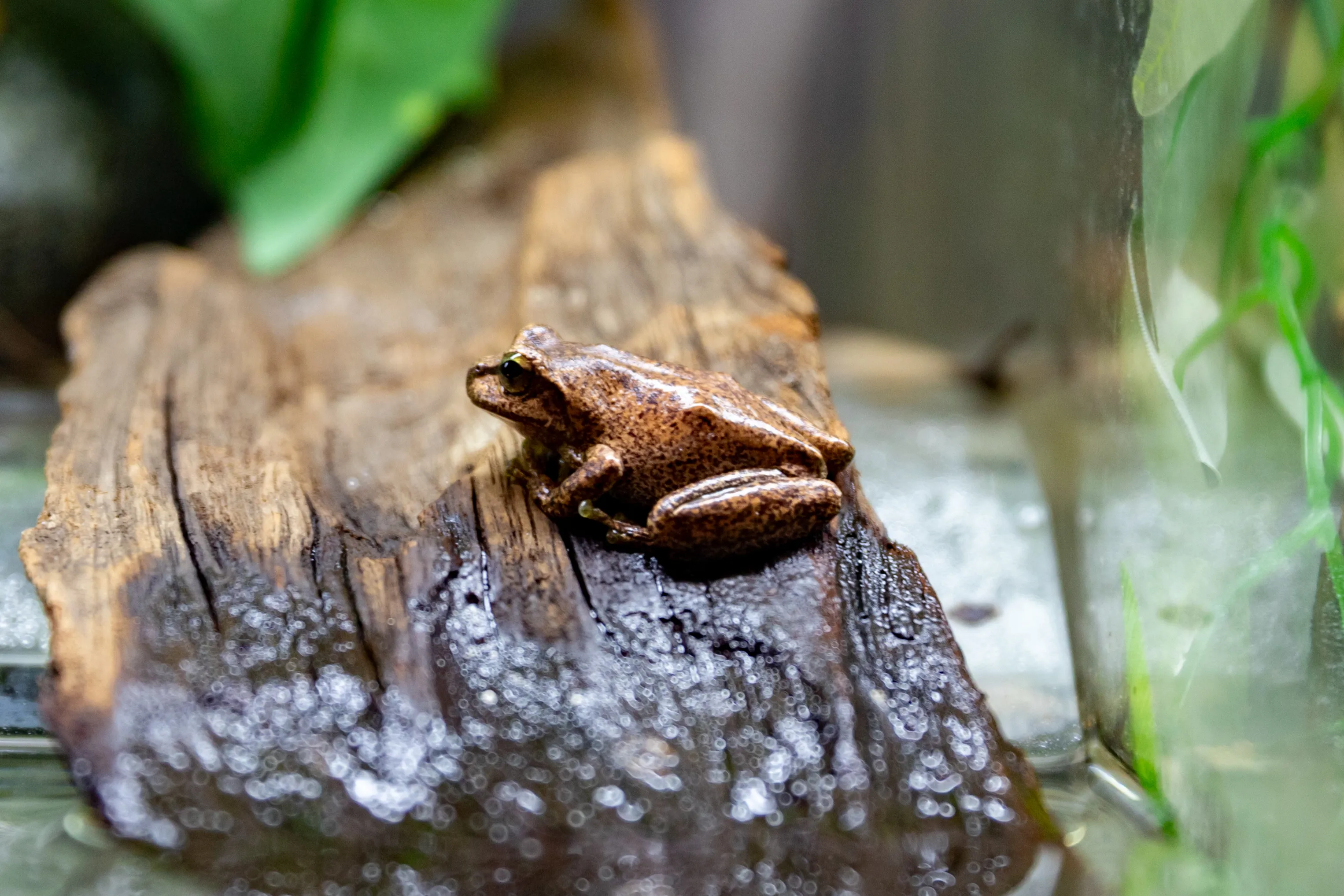 Frogservation 4200 Benholgate
