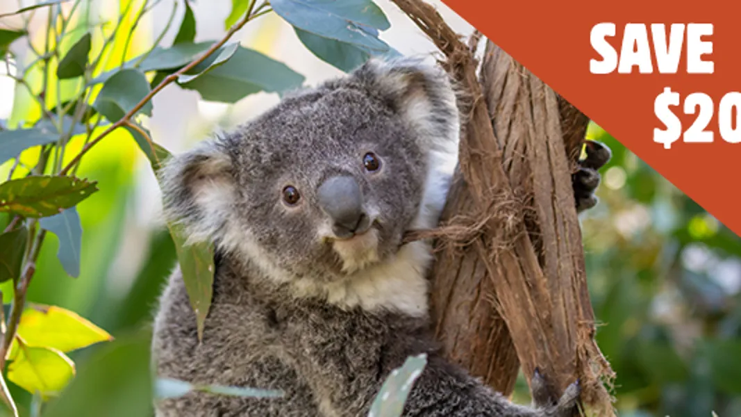 Discount Tickets & Special Deals | WILD LIFE Sydney Zoo