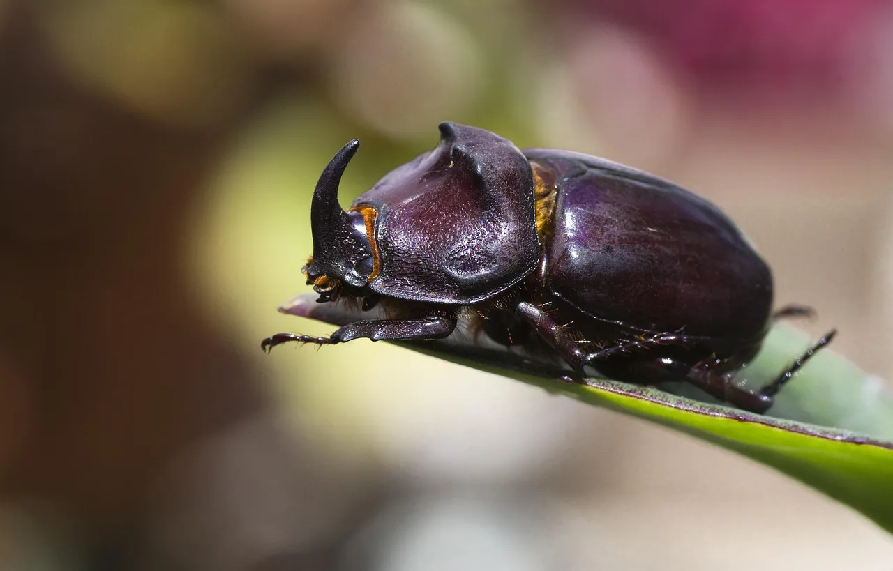 Rhinoceros Beetle At WILD LIFE Sydney Zoo 04
