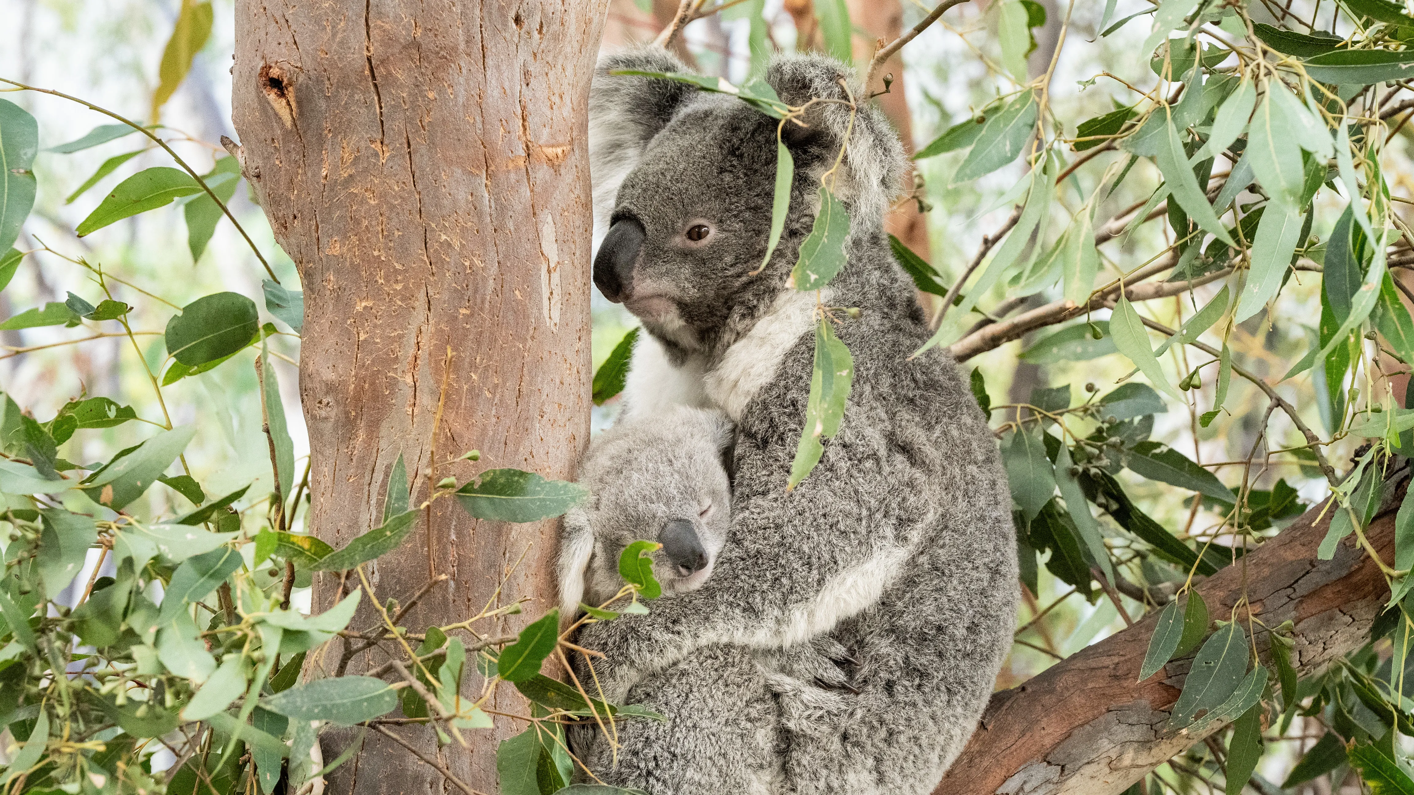 Joey With Mum Scarlett 3 Wild Life Sydney Zoo