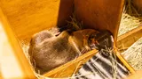 Platypus Mack In Nest Box