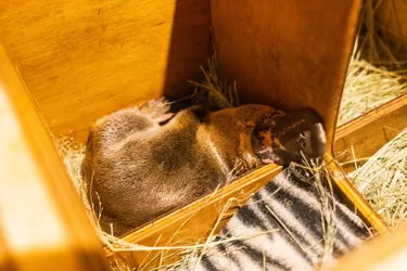 Platypus Mack In Nest Box