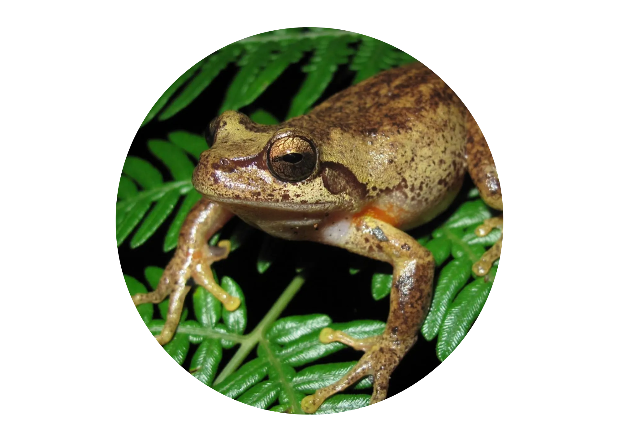 Support Frogservation At WILD LIFE Sydney Zoo Conservation (1)
