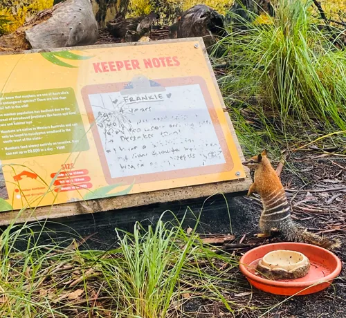 WLS-numbat-reading-sign