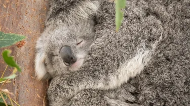 WILD LIFE Sydney Zoo July2024 Koala Joey03