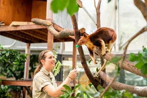 Zoo Keeper Feeding Animal - Tree Kangaroo - WILD LIFE Sydney Zoo