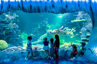 children looking at turtle in aquarium