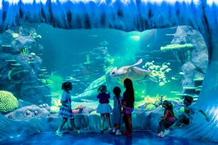 children looking at turtle in aquarium