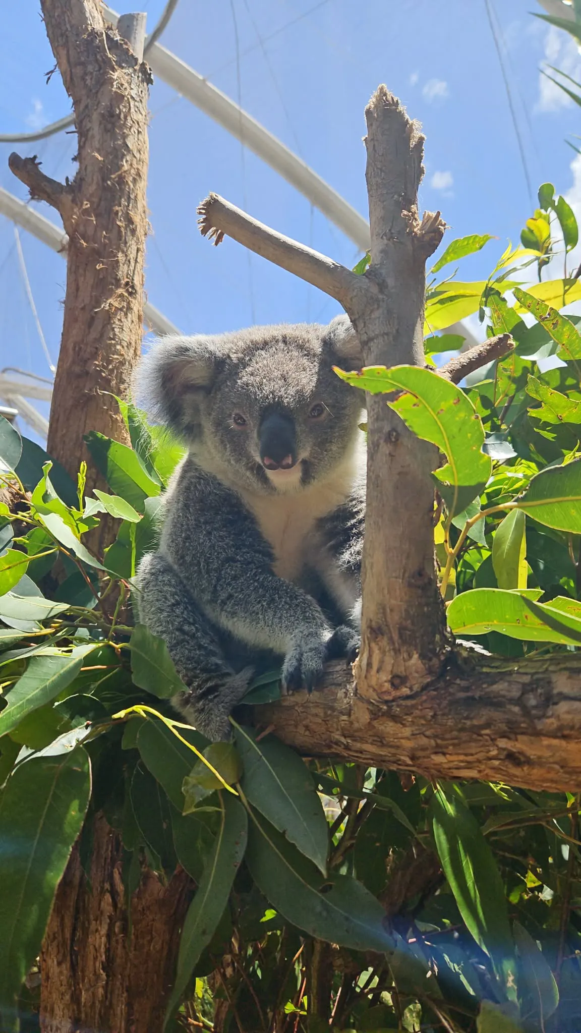 Jindy In Tree