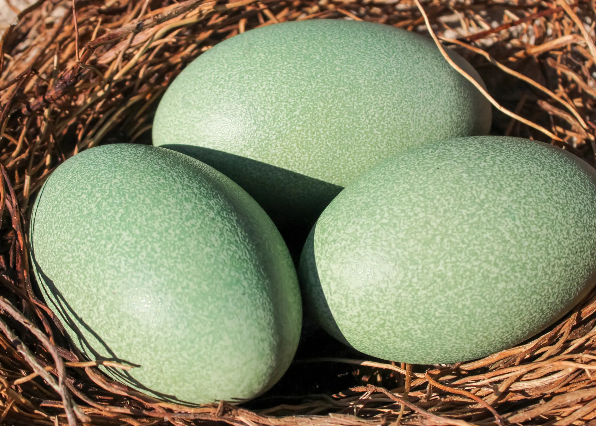 Southern Cassowary Nest With Eggs At WILD LIFE Sydney Zoo 01