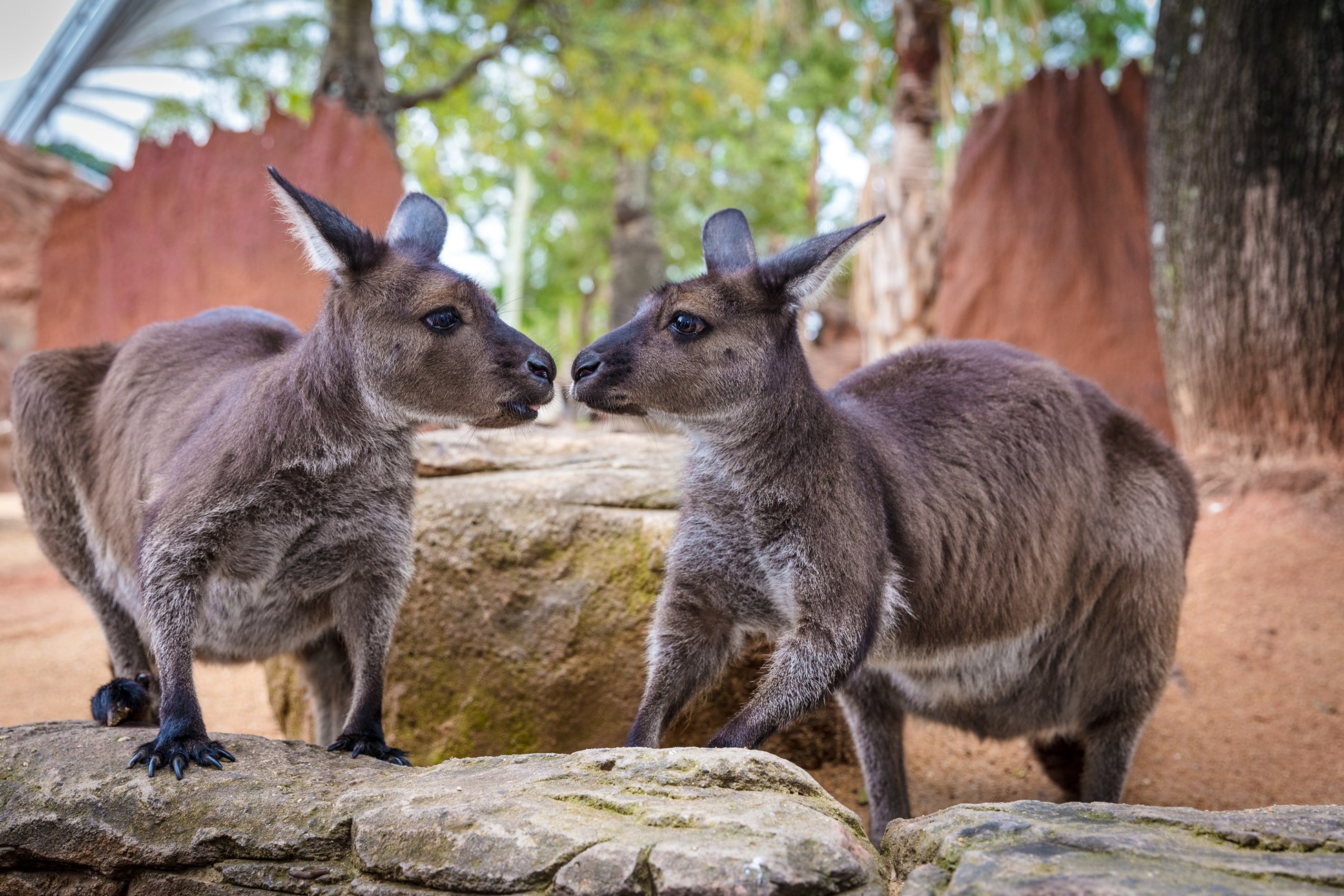 wild life sydney zoo tours