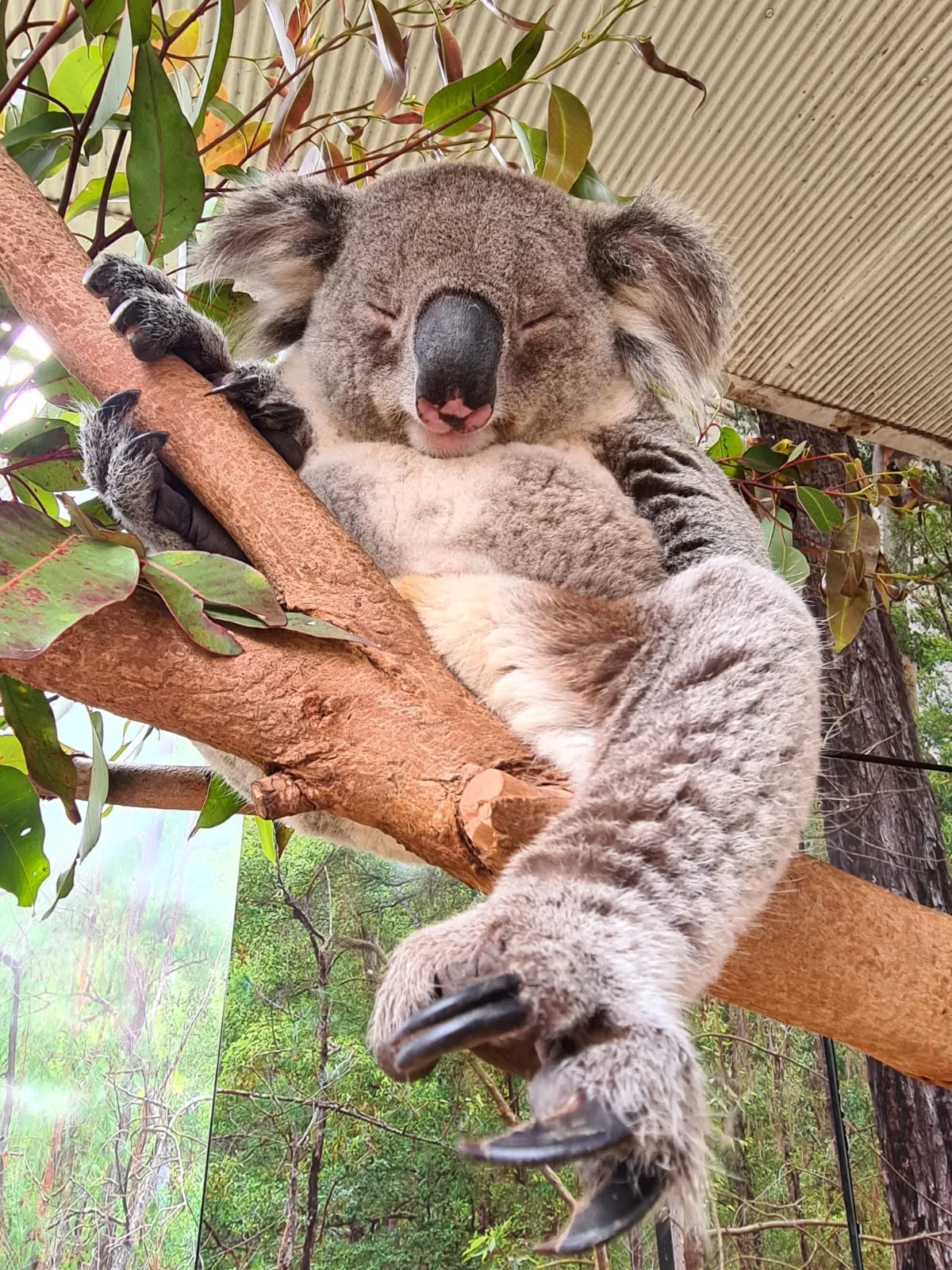 Koala sleeping in a branch at WILD LIFE Sydney Zoo 