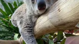 Faith Laying On A Branch