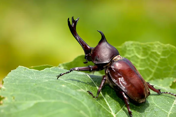 Rhinoceros Beetle At WILD LIFE Sydney Zoo 02