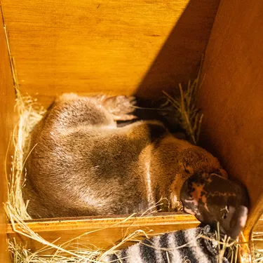 Platypus Mack In Nest Box 2