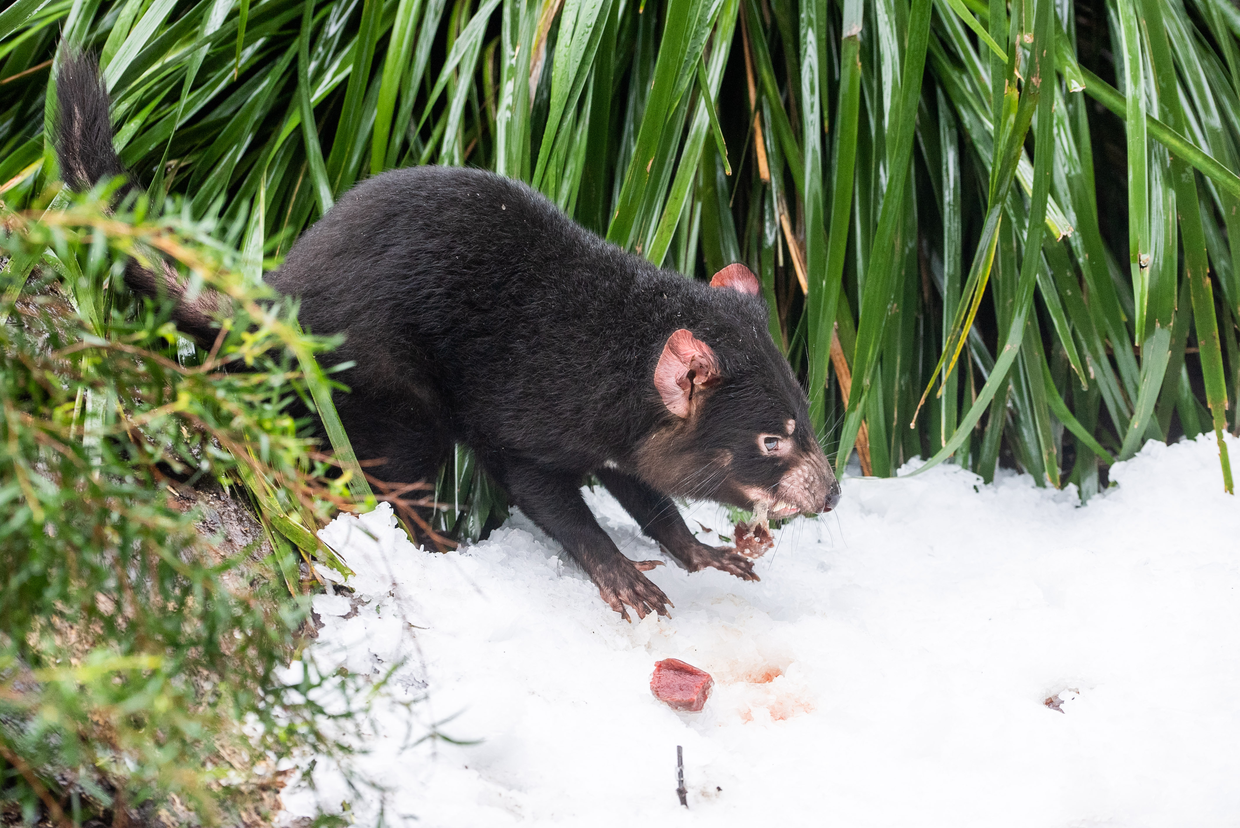 Tassie Devil Dharra In The Snow 5 WILD LIFE Sydney Zoo