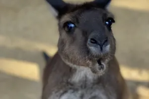 Kangaroo DOT - the first Kangaroo Island Kangaroos