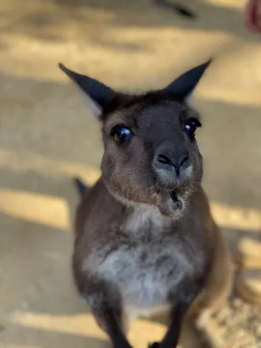Kangaroo DOT - the first Kangaroo Island Kangaroos