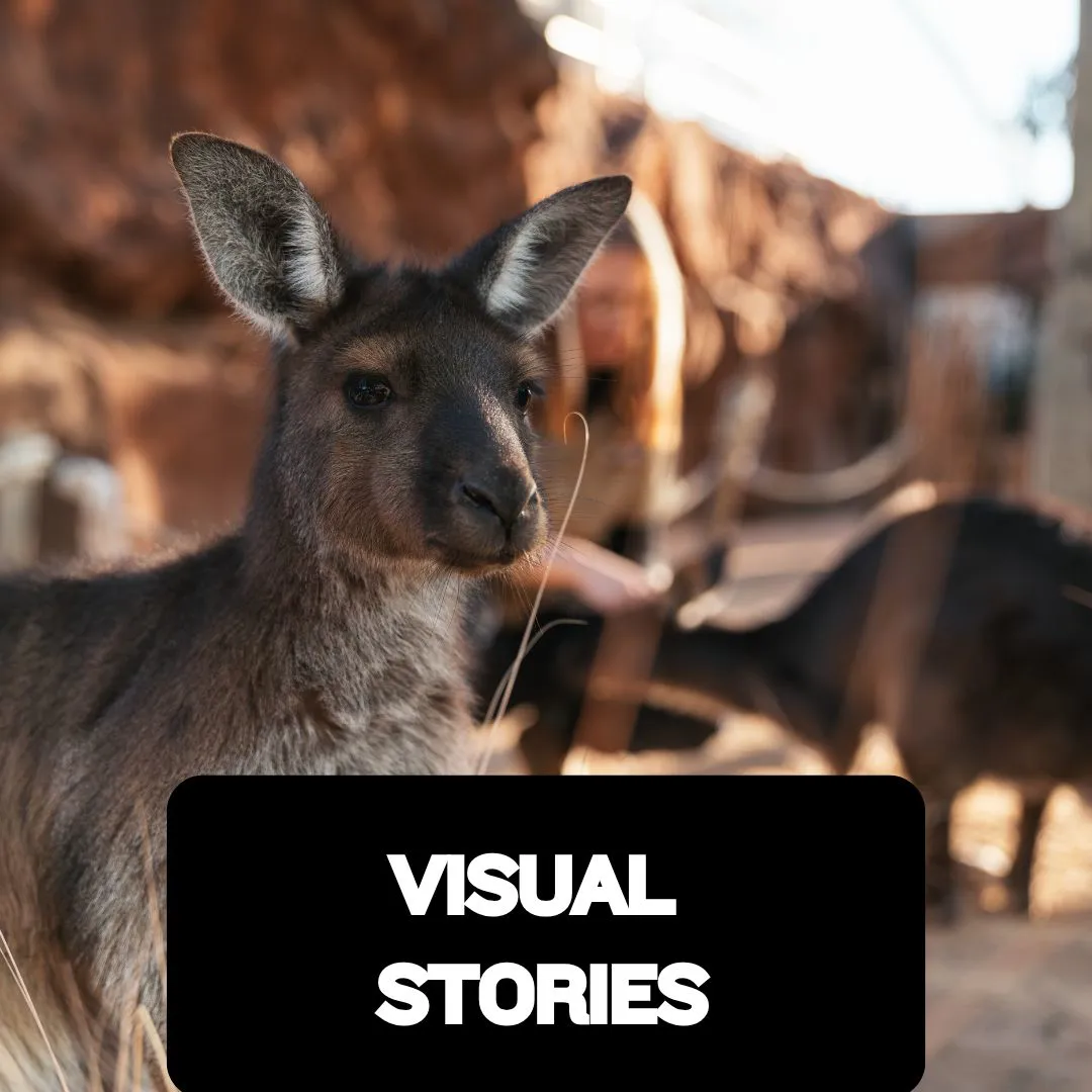 Visual Stories
