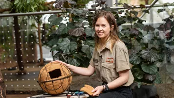 Keeper Melanie Brown Cuts Small Opening To Complete A Possum Drey WILD LIFE Sydney Zoo