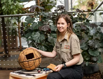 Keeper Melanie Brown Cuts Small Opening To Complete A Possum Drey WILD LIFE Sydney Zoo