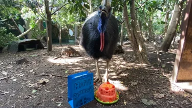 WL Cassowary With Bag And Cake 2