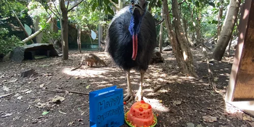WL Cassowary With Bag And Cake 2