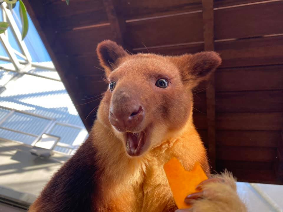 Tree Kangaroo Smiling - Australian Endangered Animals - WILD LIFE Sydney Zoo